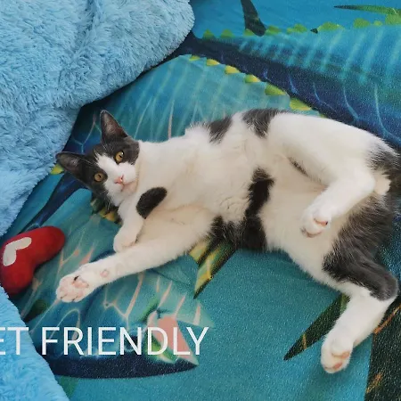 Ohana * 브르사르